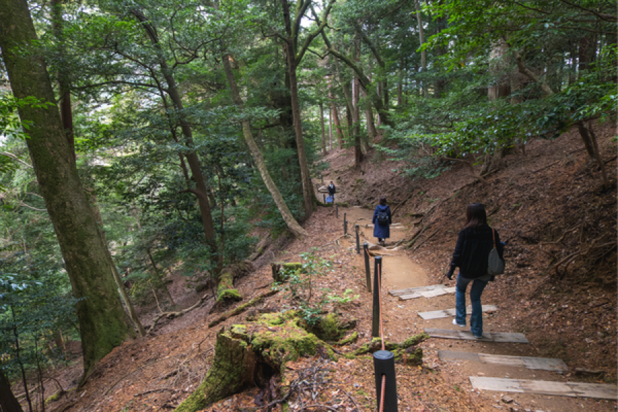 Nature Immersion Retreats